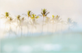 Peeking Palms-The Land + Sea Store by Love + Water-8x10"-Print Only-The Land + Sea Store by Love + Water Maui Ocean Art Prints
