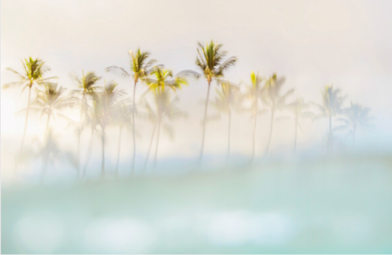 Peeking Palms-The Land + Sea Store by Love + Water-8x10"-Print Only-The Land + Sea Store by Love + Water Maui Ocean Art Prints