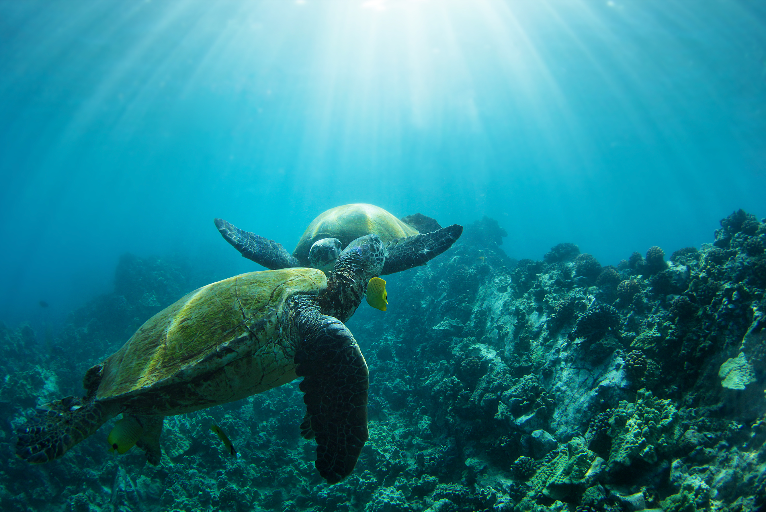The Two Honu-The Land + Sea Store by Love + Water-8x10"-Print Only-The Land + Sea Store by Love + Water Maui Ocean Art Prints