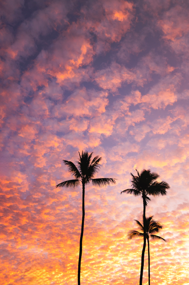 Sunrise Palm Trees