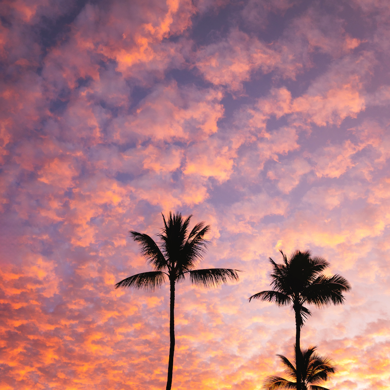 Sunrise Palm Trees